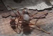 驚呆了!斷頭黃蜂找到腦袋抱其飛離現場
視頻顯示,黃蜂的頭就處在其右前方,而卻它瘋狂地拍打著翅膀,用兩隻前腿四處搜尋,企圖找到頭部。不久,黃蜂找到了頭,抱在腿間,迅速飛離現場。【詳細】
國際新聞︱國際熱圖