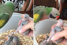 鸚鵡媽媽給小鸚鵡喂食前說“我愛你”
一則鸚鵡媽媽給孩子喂食的視頻走紅網絡。視頻中,鸚鵡媽媽准備給小鸚鵡們喂食的時候,體現了濃濃的母愛。這則視頻在臉書上的觀看人數超過13萬次。
【詳細】
社會政法︱社會熱圖