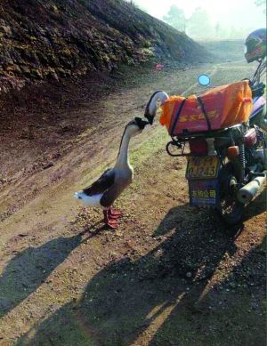 �����¶족�������ִ�����е�����Ͷ��